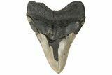 Serrated, Fossil Megalodon Tooth - Repaired #182602-2